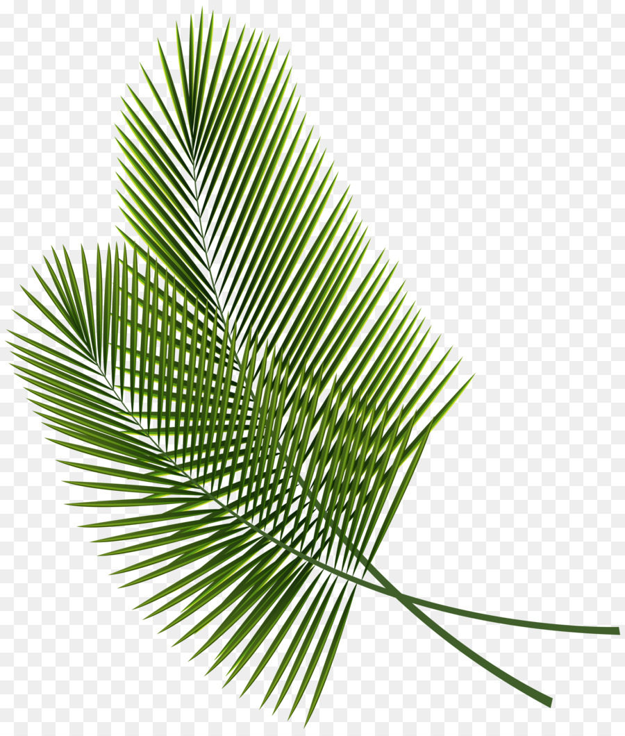 Arecaceae