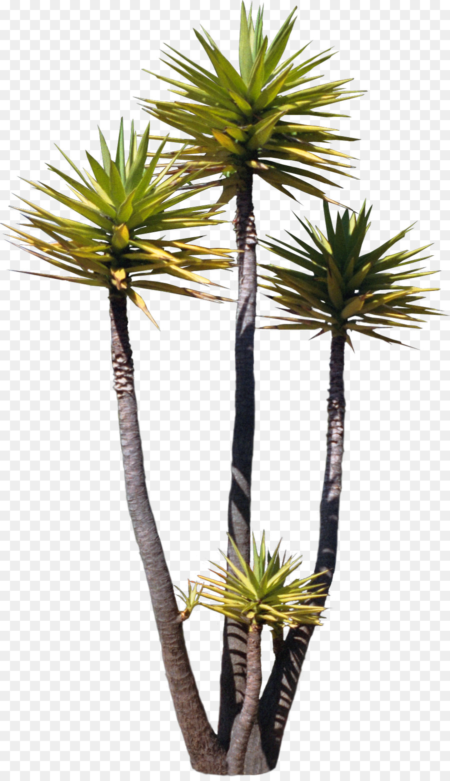 شجرة Arecaceae الآسيوية تدمر النخيل صورة بابوا نيو غينيا