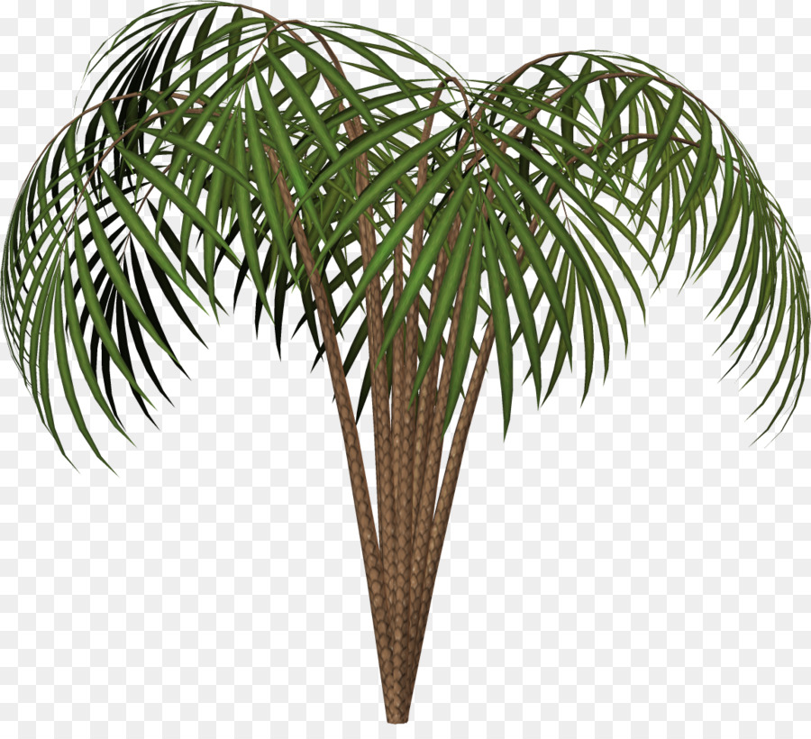 Arecaceae وودي النبات مصنع صورة بابوا نيو غينيا