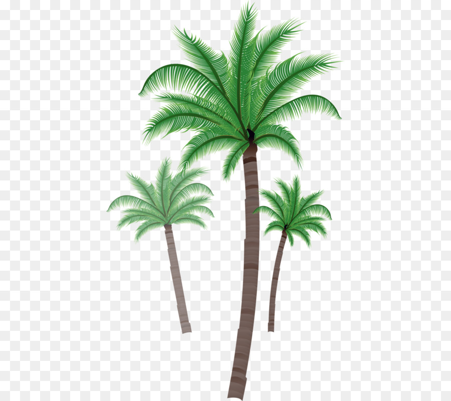 الآسيوية تدمر النخيل جوز الهند Arecaceae صورة بابوا نيو غينيا