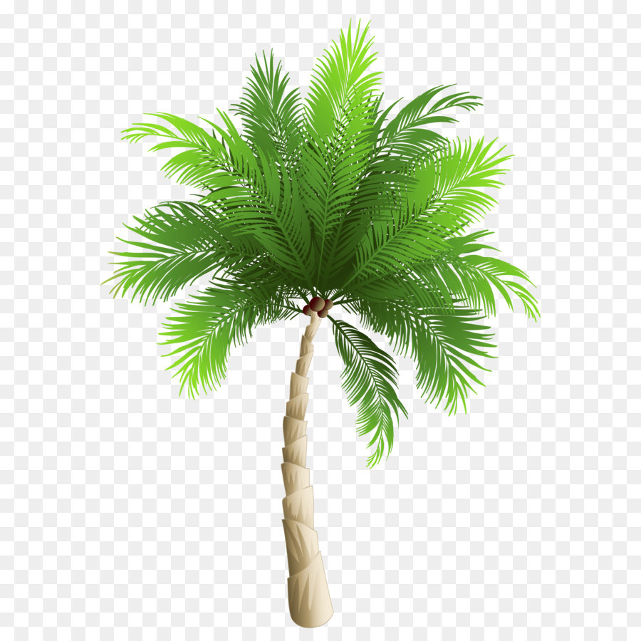 فينيكسcanariensis النخيل Arecaceae صورة بابوا نيو غينيا