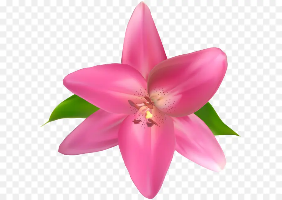 زهرة，Lilium PNG