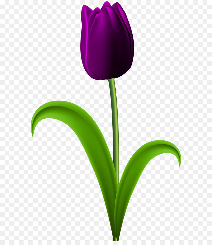 بستان ورد المصــــــــراوية - صفحة 73 Purple-tulip-transparent-png-clip-art-image-5a1bf768ddf257.6668566115117822489091