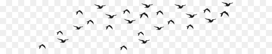 الطيور，الأبيض و الأسود PNG
