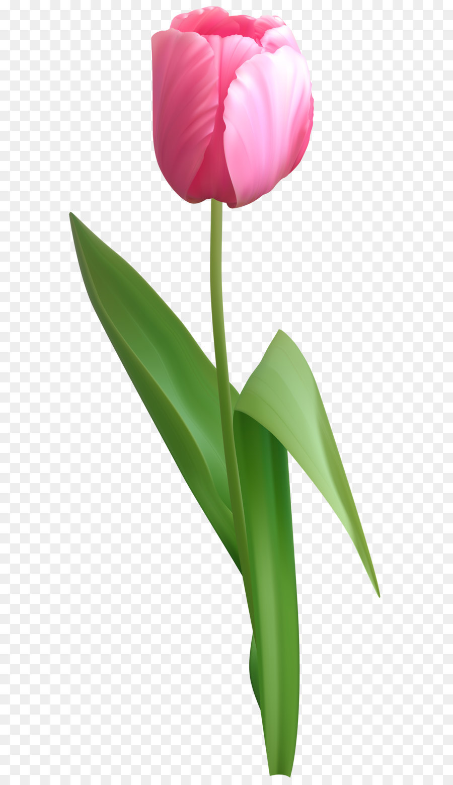 بستان ورد المصــــــــراوية - صفحة 73 Pink-tulip-png-clip-art-image-5a1bff414f5cf9.0028731515117842573251