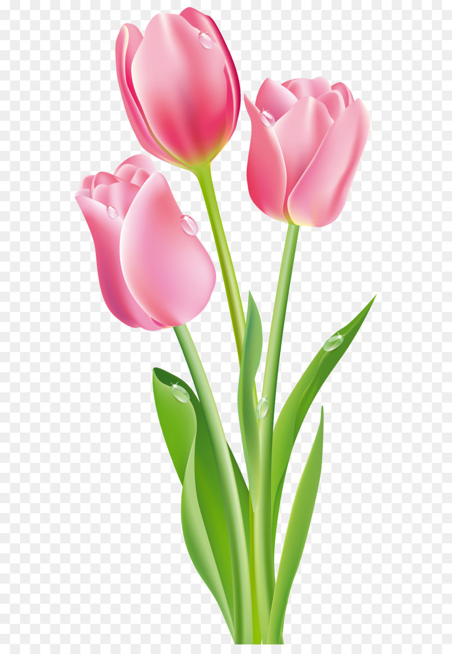 بستان ورد المصــــــــراوية - صفحة 73 Pink-tulips-png-clipart-image-5a1bf715438fd9.2772873015117821652767