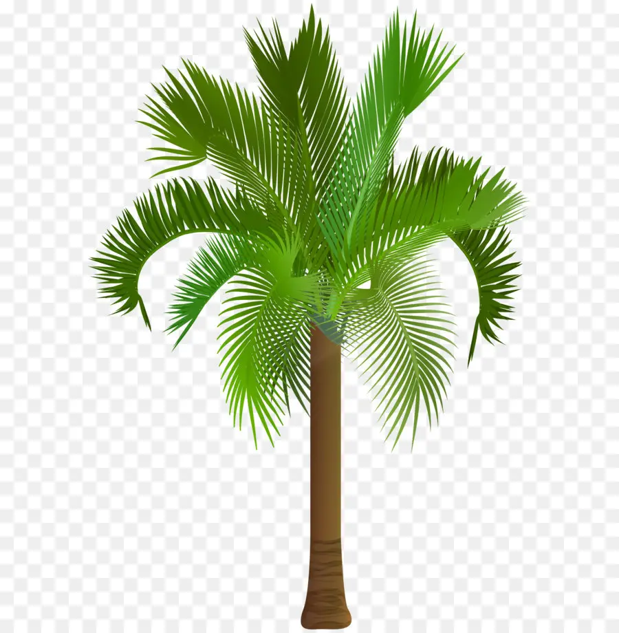 Arecaceae，خالية من الاتاوات PNG