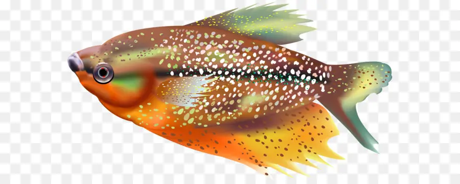 كوي，عظمية الأسماك PNG
