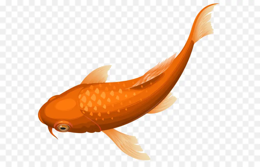كوي，سمكة ذهبية PNG