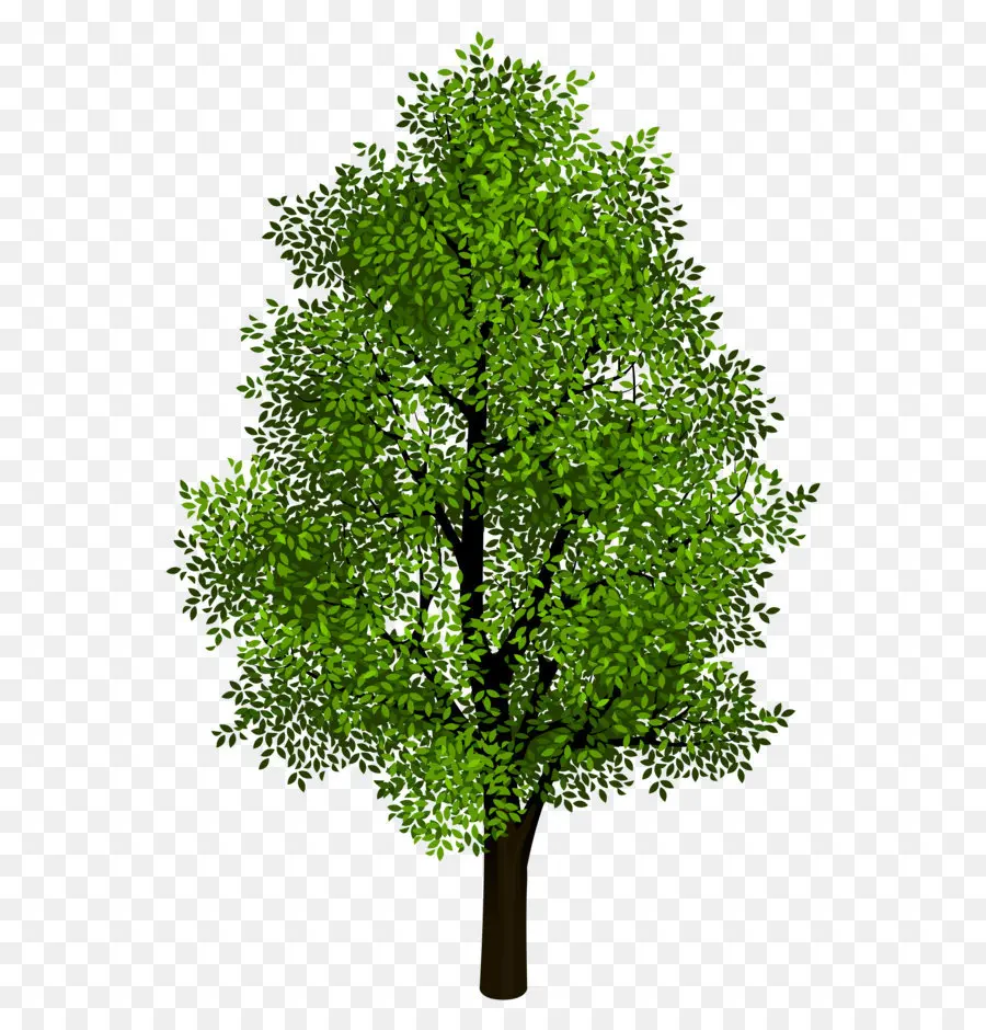 شجرة，متساوي القياس الإسقاط PNG
