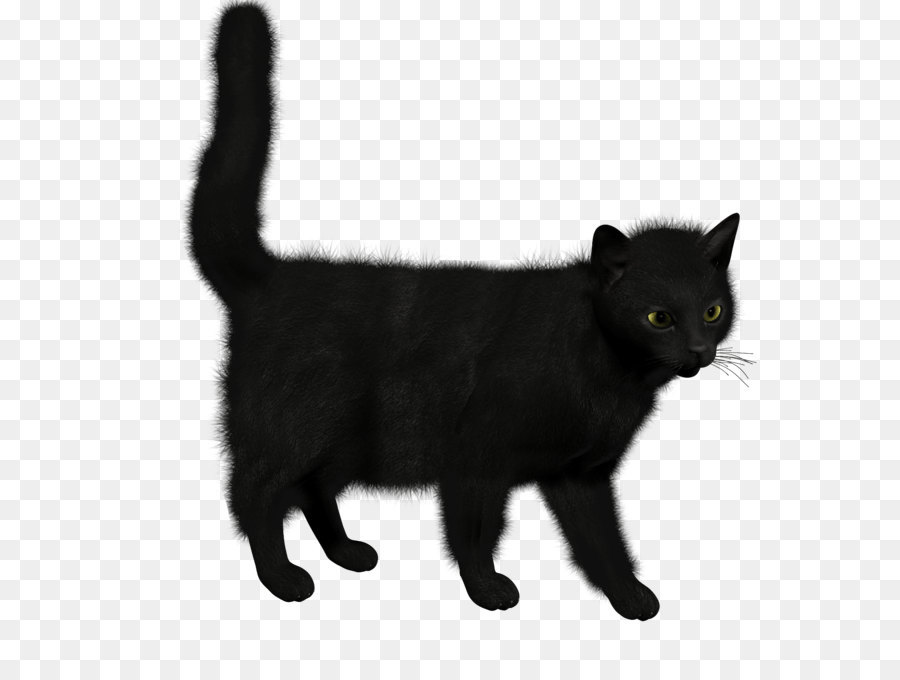 القط，Black Cat PNG