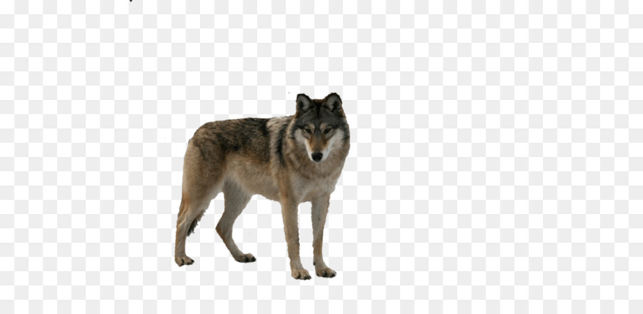 الكلب，القطب الشمالي الذئب PNG