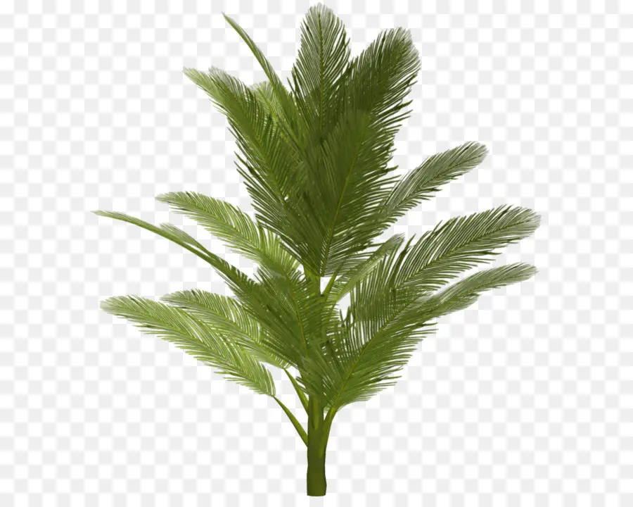 شجرة，Arecaceae PNG