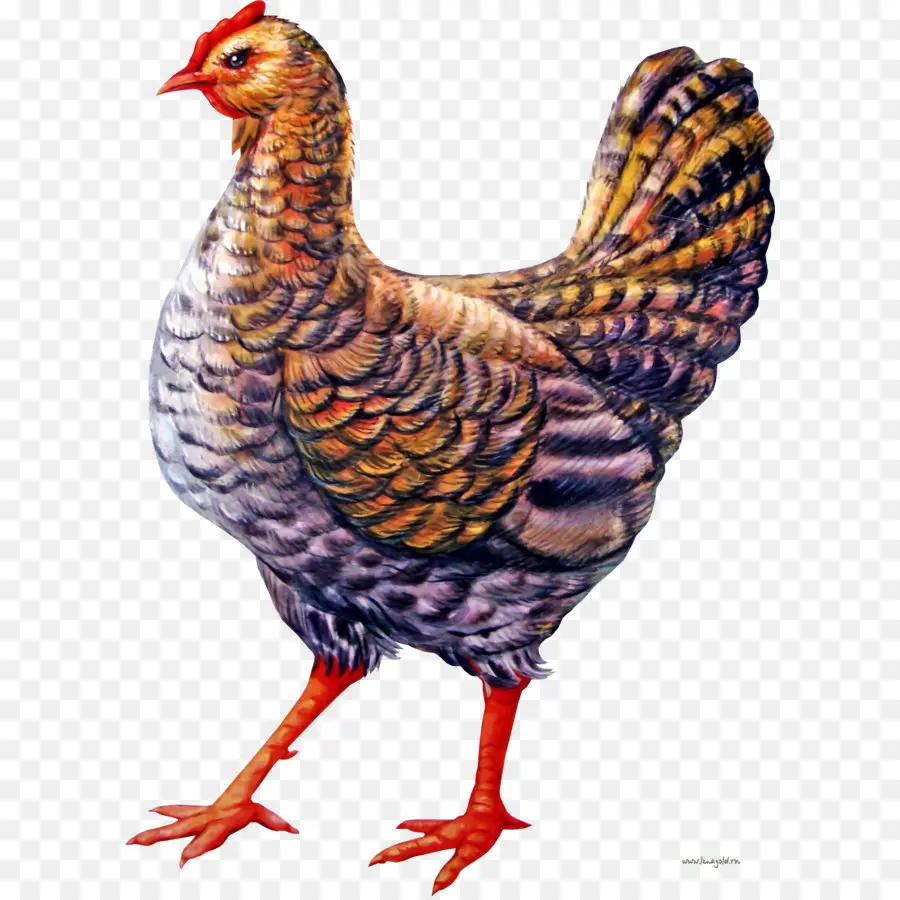 الدجاج，أولا الدجاجة PNG