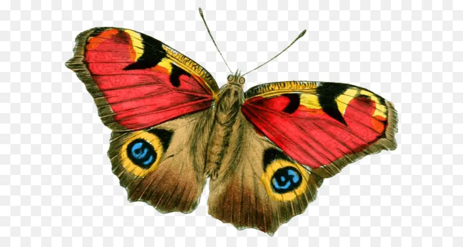 الحشرات，Papilionoidea PNG