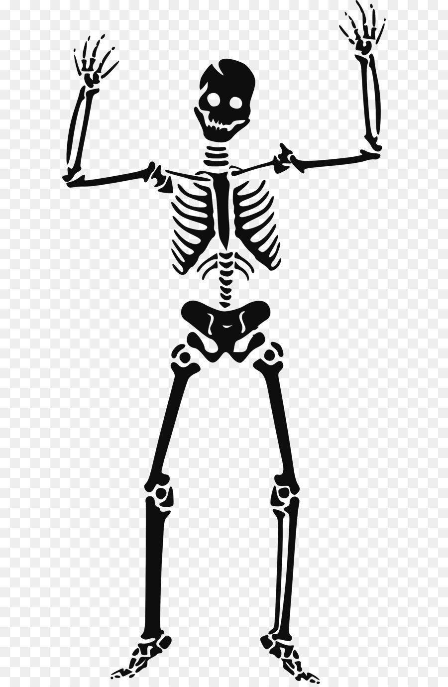 عظام هيكل عظمي رسم