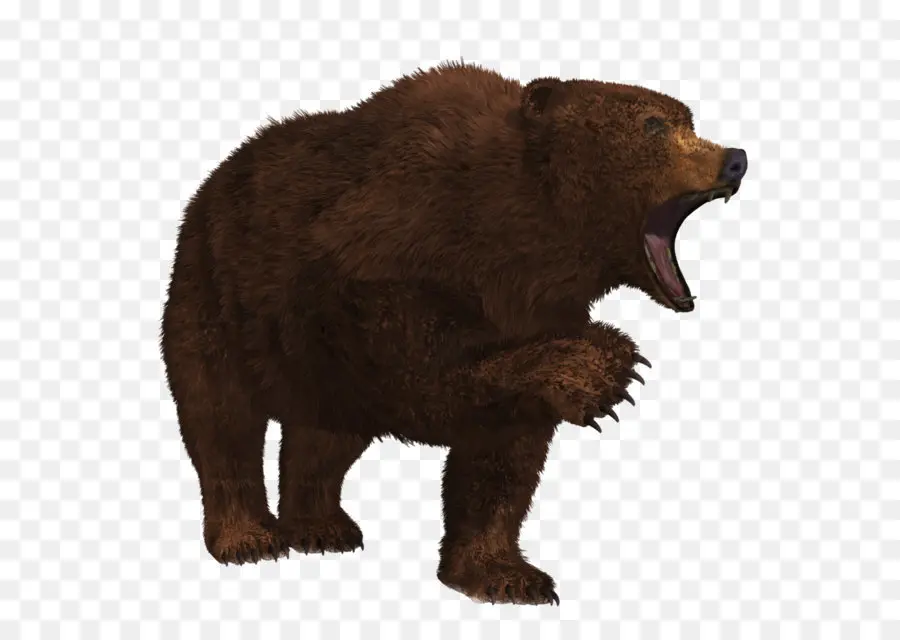الدب，البني الدب PNG