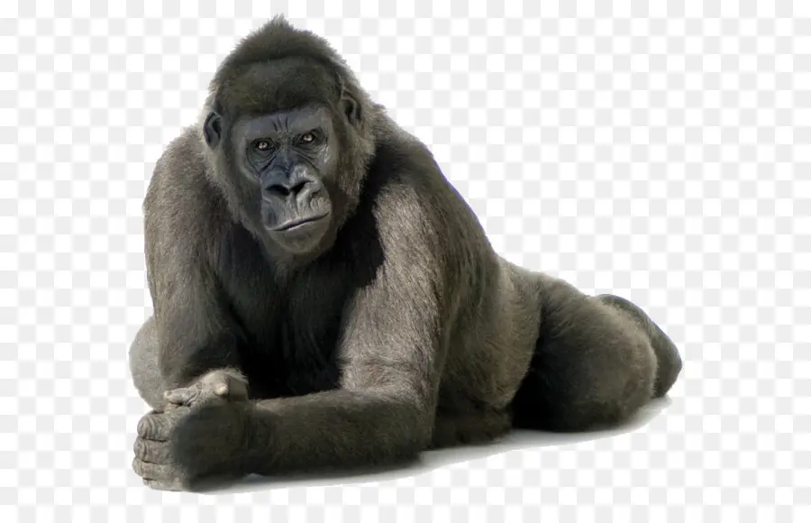 المشتركة الشمبانزي，الرئيسيات PNG