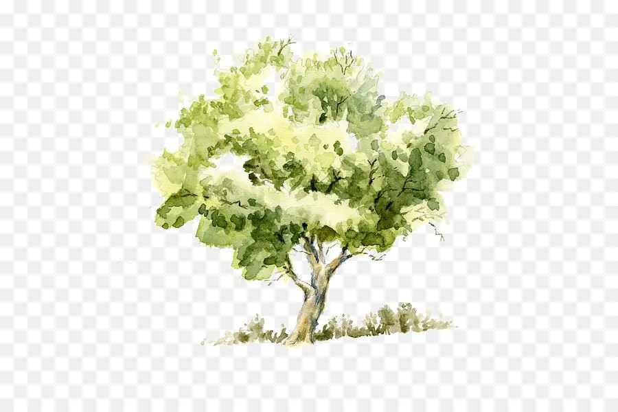 رسم الأشجار，الرسم PNG