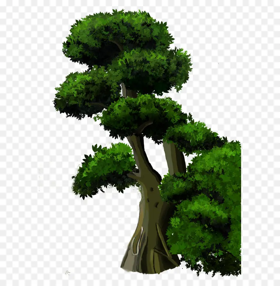 شجرة，نبات خشبي PNG