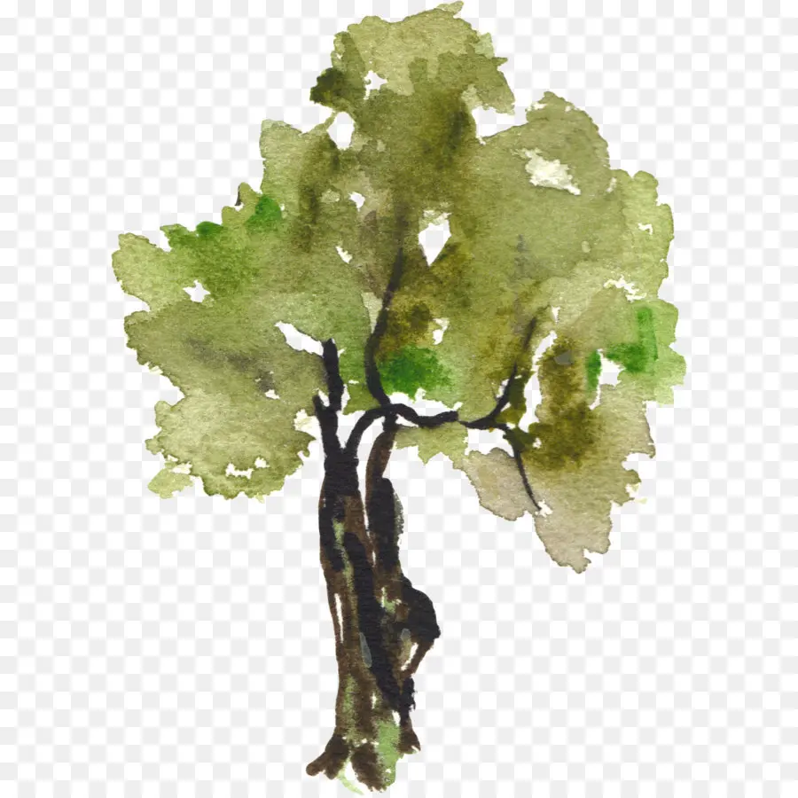 شجرة，Watercolor Painting PNG