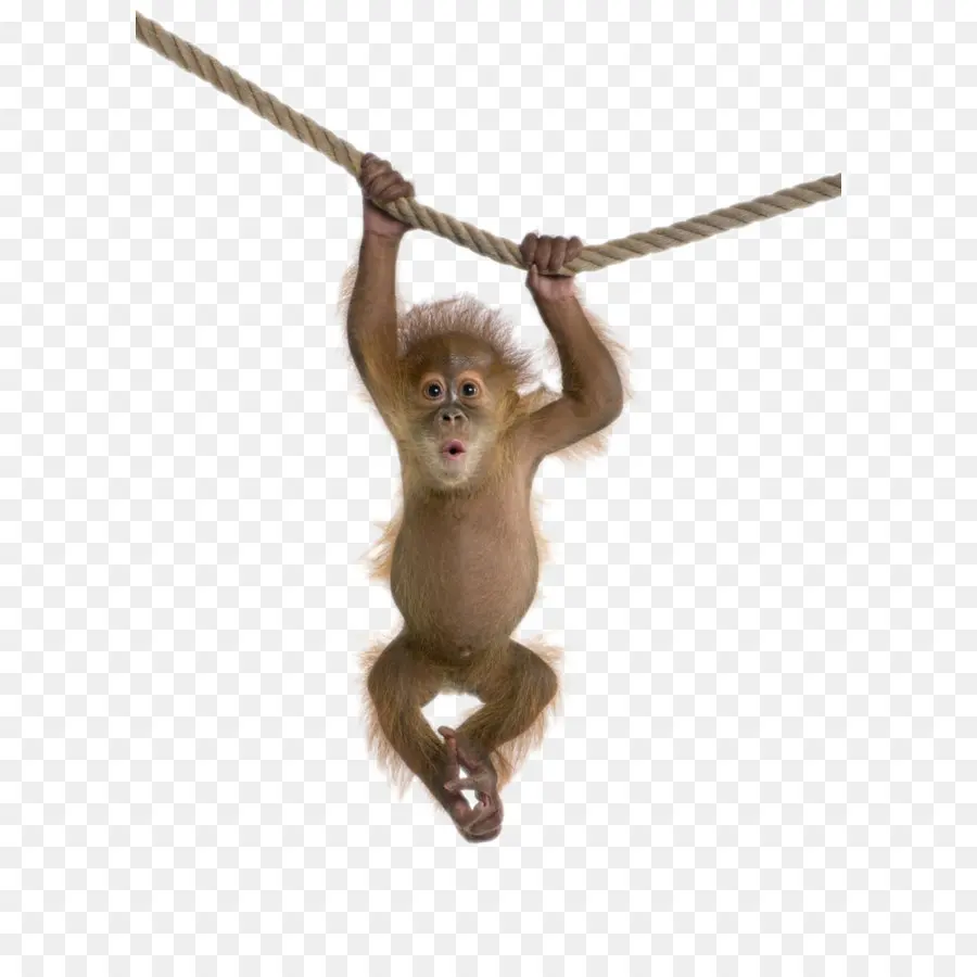 القرد المكاك，القرد PNG