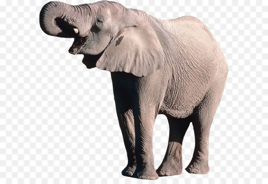 أفريقيا بوش الفيل，أفريقيا الغابات الفيل PNG