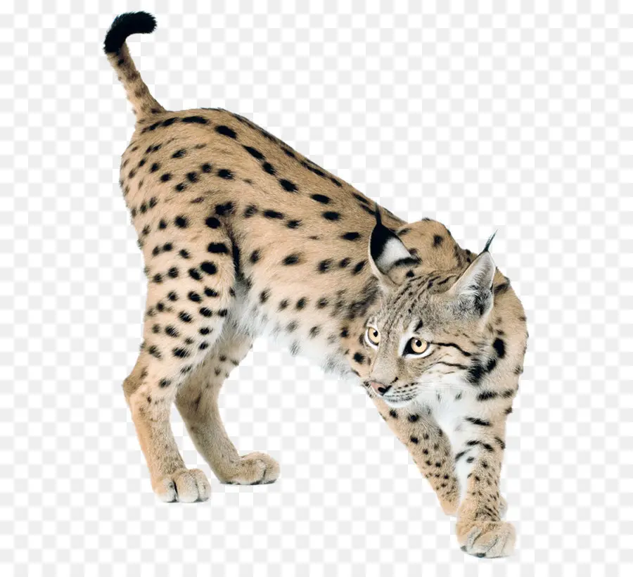 الوشق，Wildcat PNG