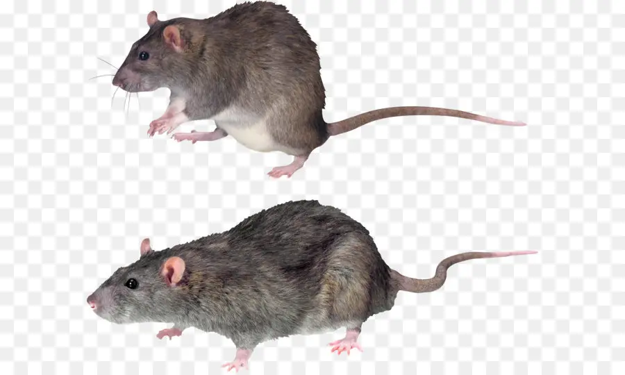 البني الفئران，الماوس PNG