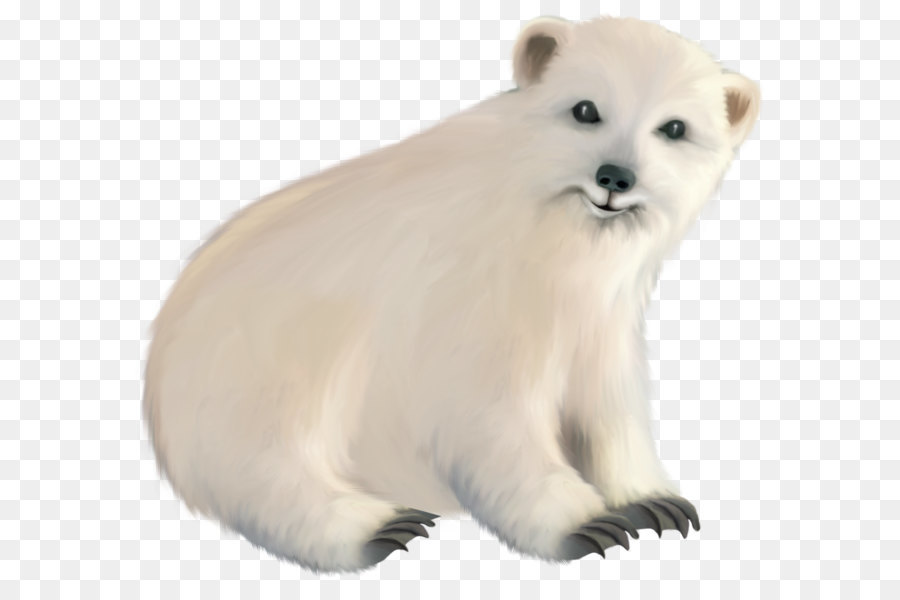 القطبي الدب，الدب PNG