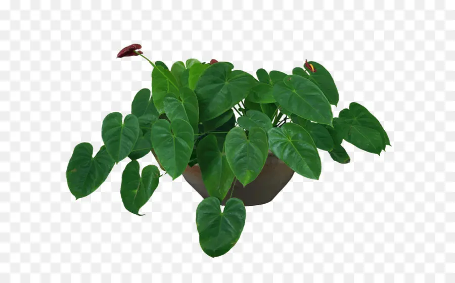 زهور，ل Houseplant PNG