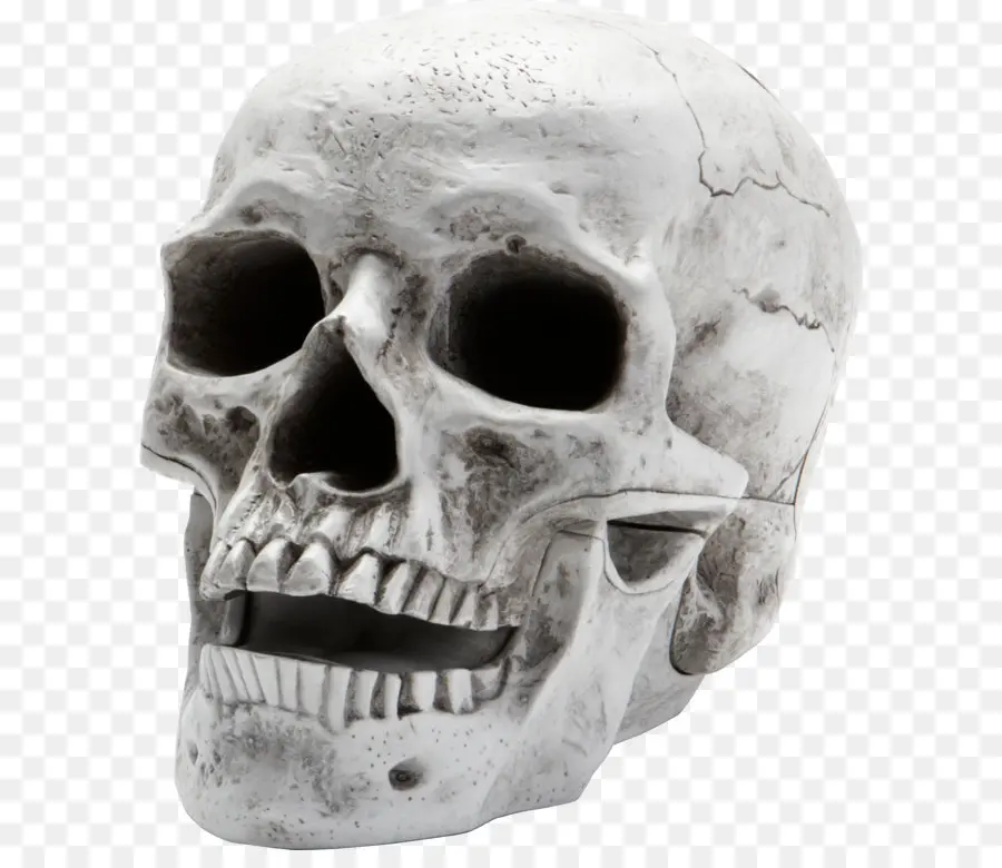 الإنسان الهيكل العظمي，الجمجمة PNG