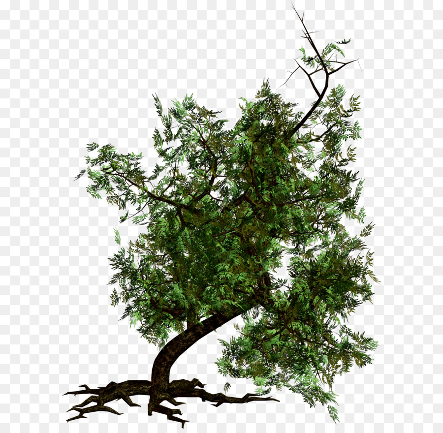 شجرة，تحميل PNG