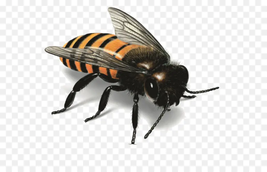 الغربية العسل النحل，النحل PNG