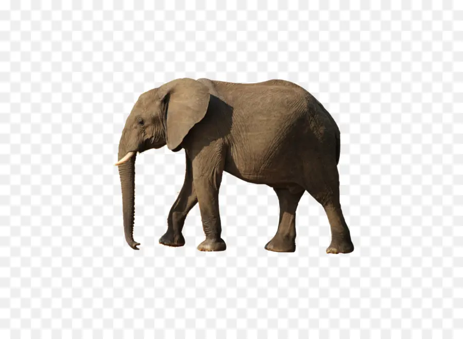 أفريقيا بوش الفيل，الآسيوية الفيل PNG