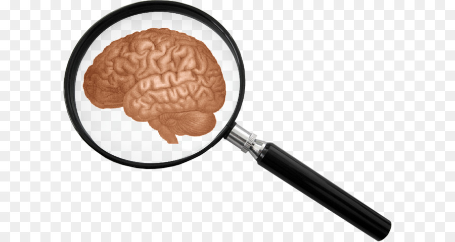 جسم الإنسان الدماغ，الدماغ PNG