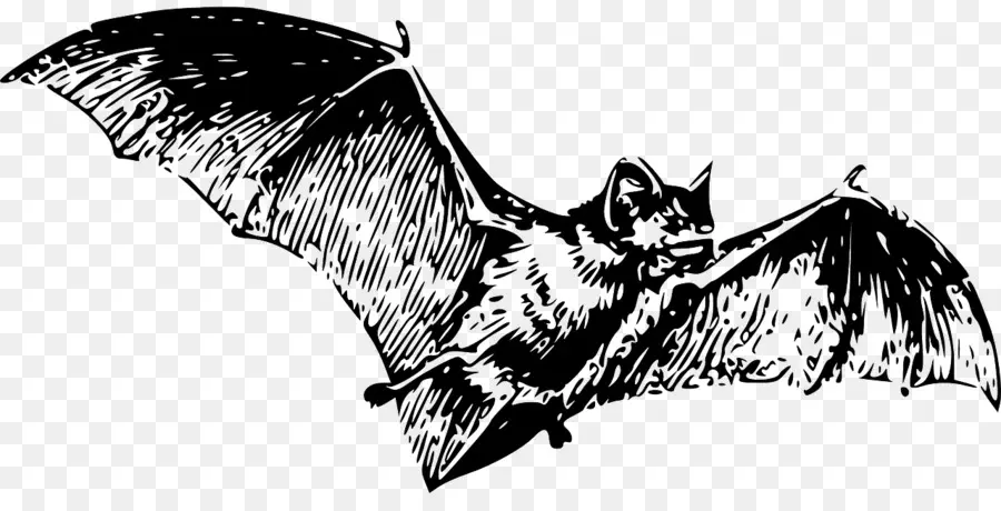 الخفافيش，الخفاش مصاص الدماء PNG