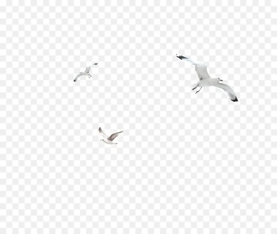 الطيور，الأبيض PNG