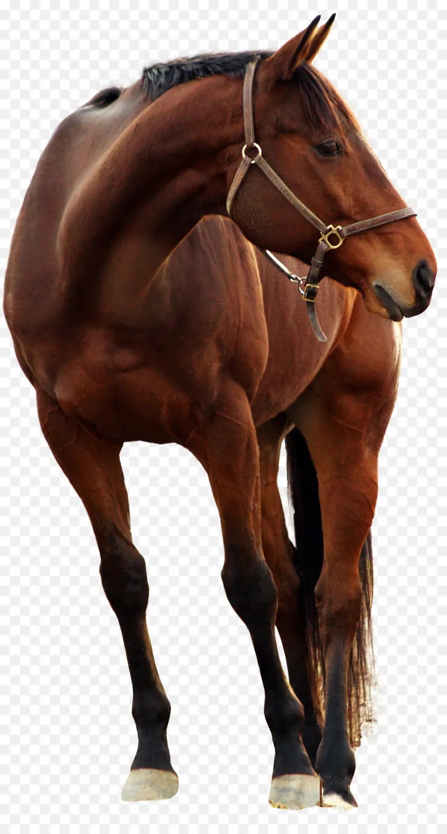 الحصان الأندلسي，الوسام PNG