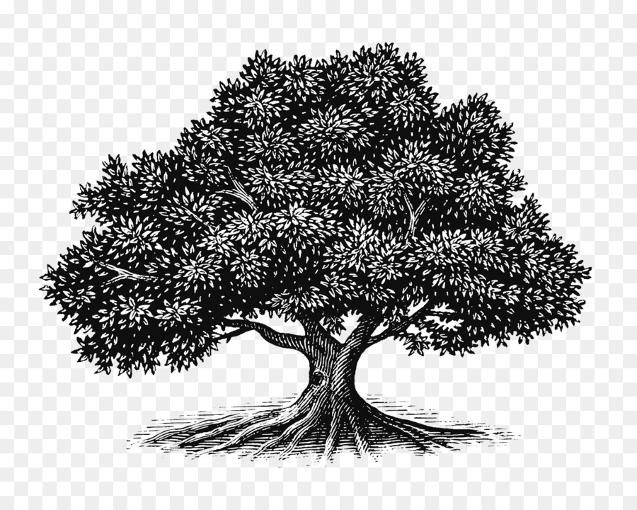 شجرة البلوط الرسم صورة بابوا نيو غينيا