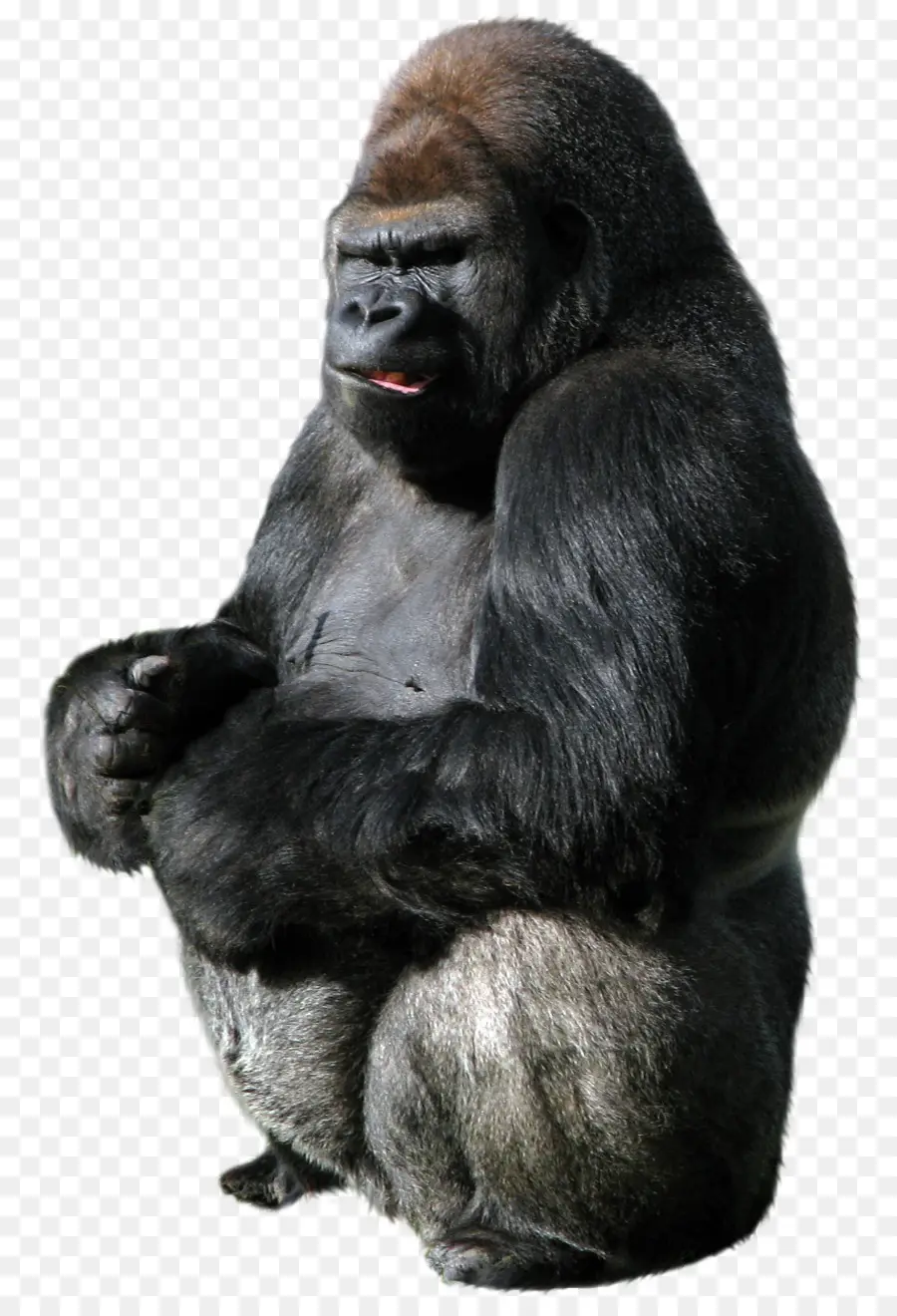 الغوريلا，القرد PNG