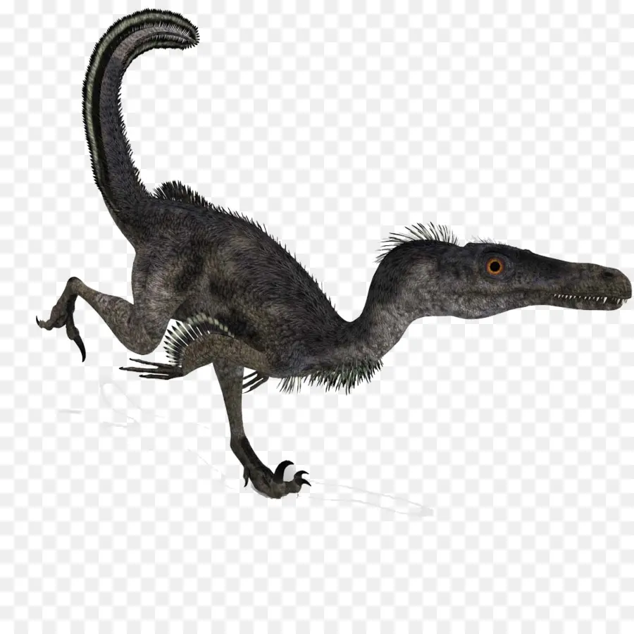 فيلوسيرابتور，Deinonychus PNG