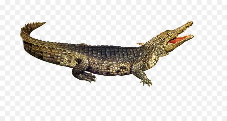 التمساح，تمساح النيل PNG