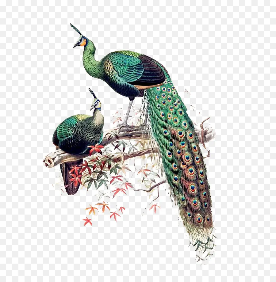 طاووس الأخضر，الطاووس الآسيوي PNG
