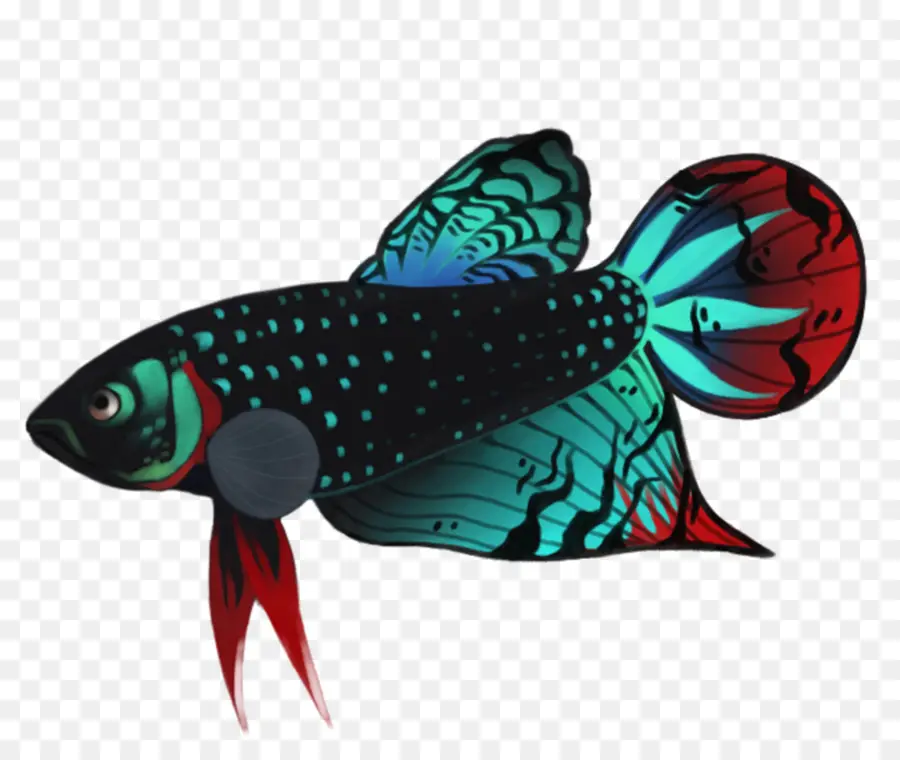 سيامية الأسماك，السلمية Betta PNG