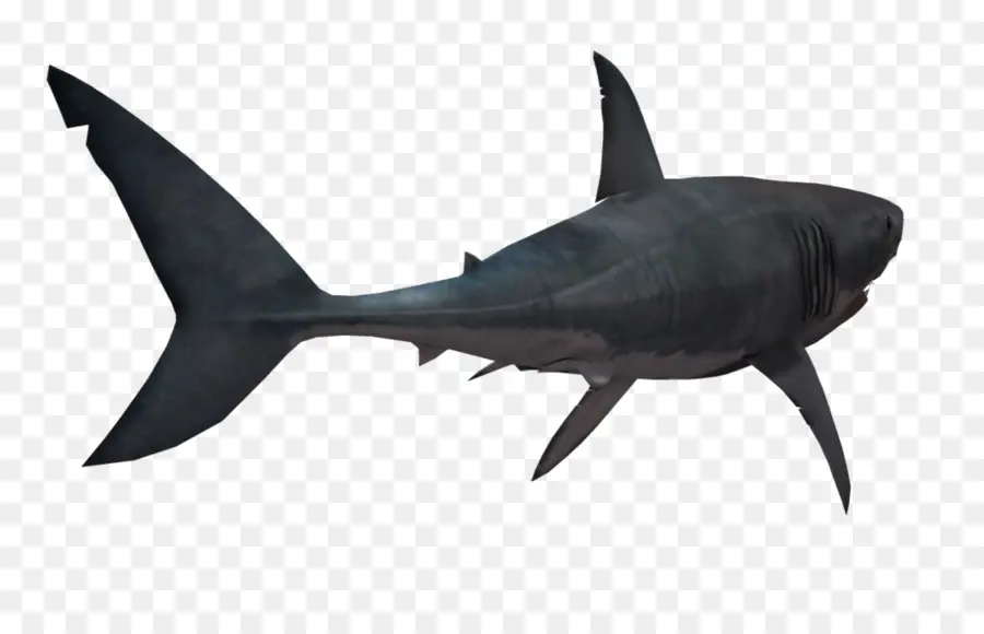 Lamniformes，القرش الابيض الكبير PNG