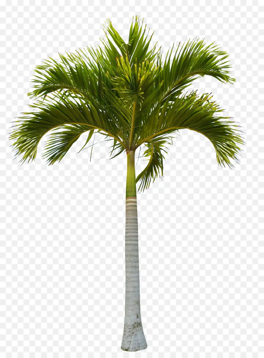 شجرة，جوز الهند PNG
