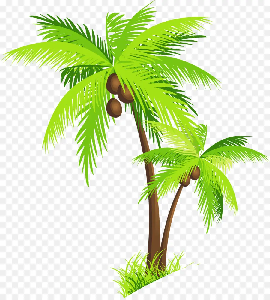 جوز الهند，Arecaceae PNG