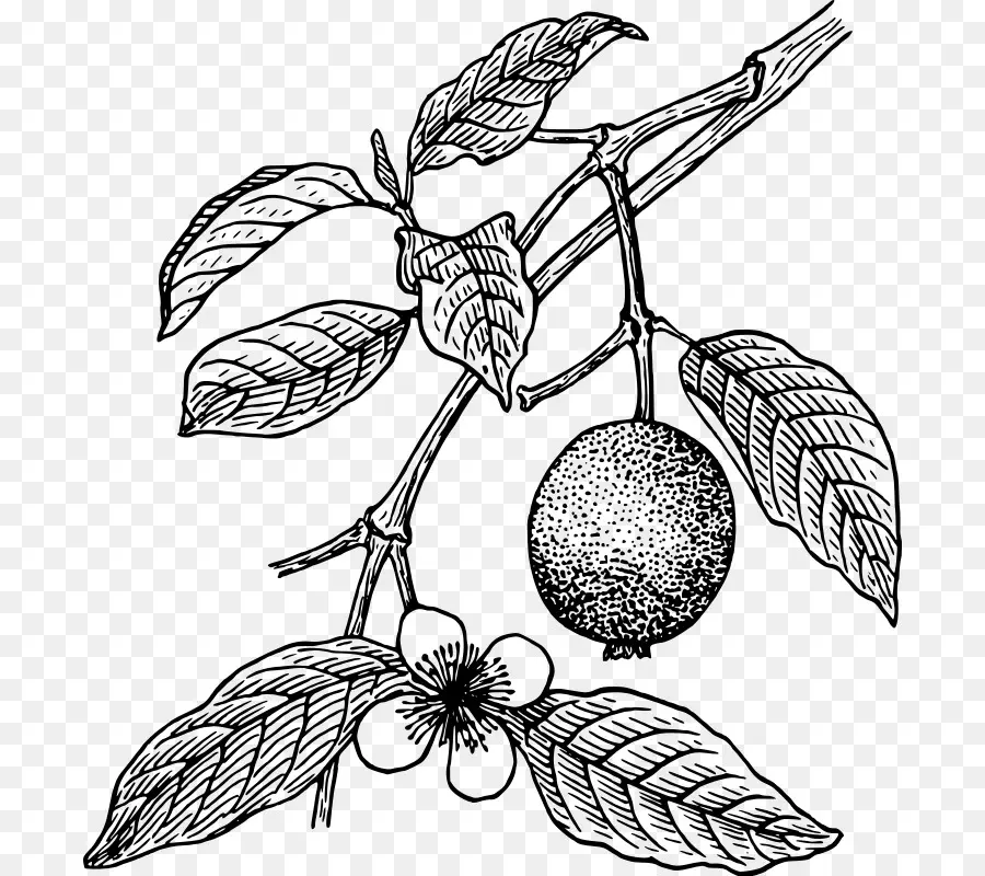 عصير，الجوافة PNG