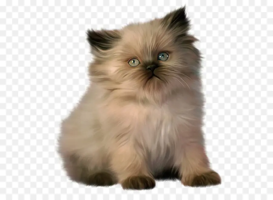 القط الفارسي，دوول PNG
